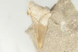 Bargain, Otodus Shark Tooth Fossil in Rock - Huge Tooth! #201140-1